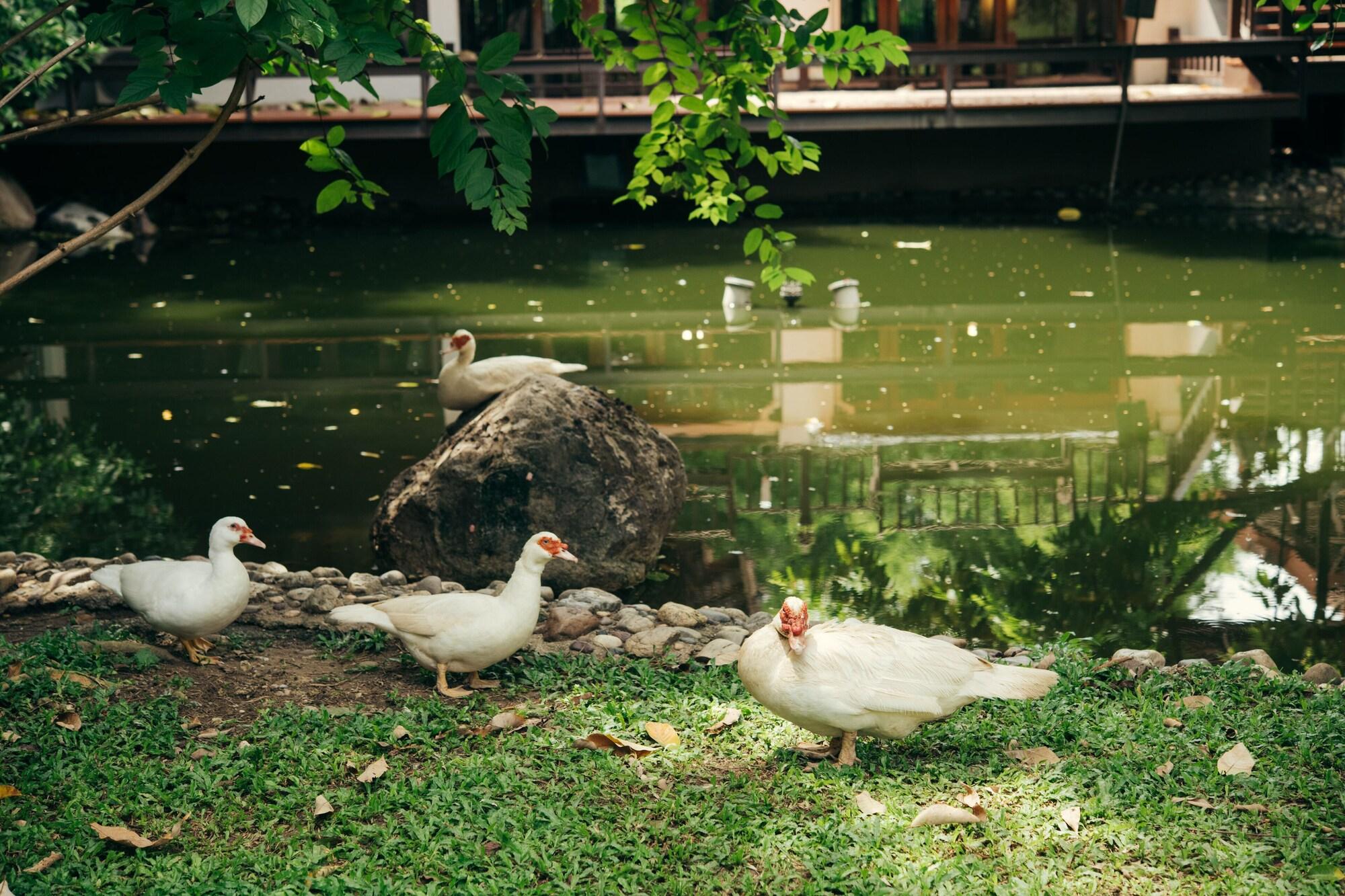 Chompor Lanna Hotel Chiang Mai Exterior foto